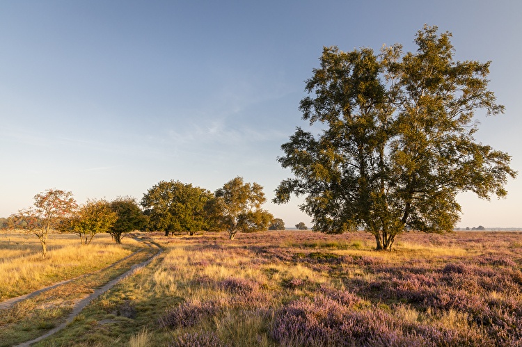 Natuurgebied met warm zonlicht in Drenthe