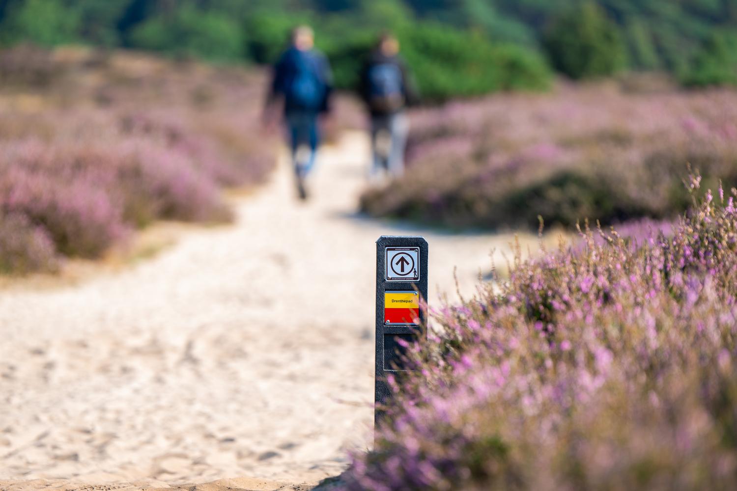 Wandelen door Nationaal Park Dwingelderveld